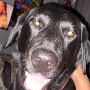 Meet your Posher, Drake